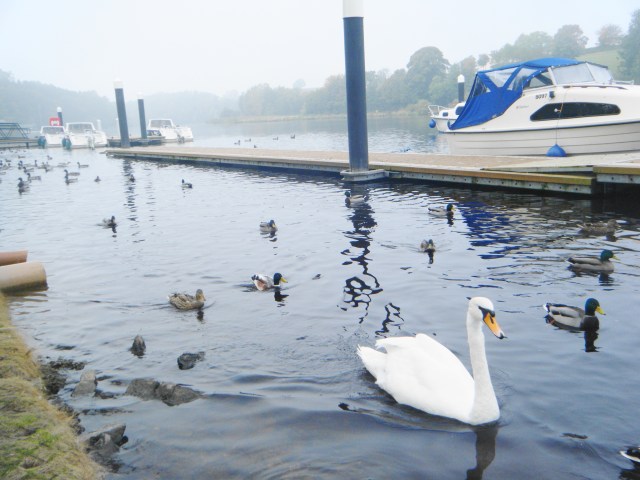 Swans and ducks at the Round 'O'